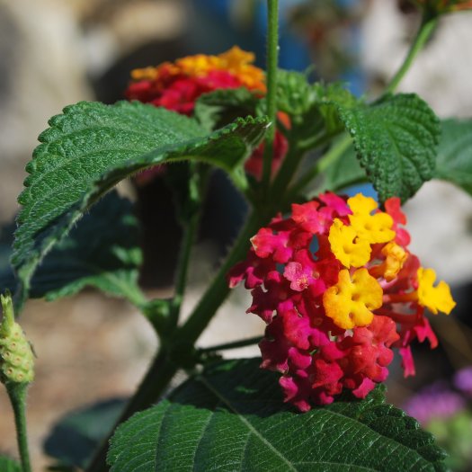 Lantana camara